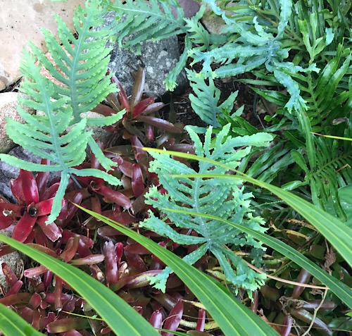 Polypodium Aureum (Mandaianum) Crested